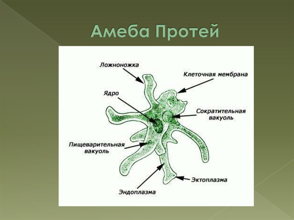 Амёба протей Амёба протей