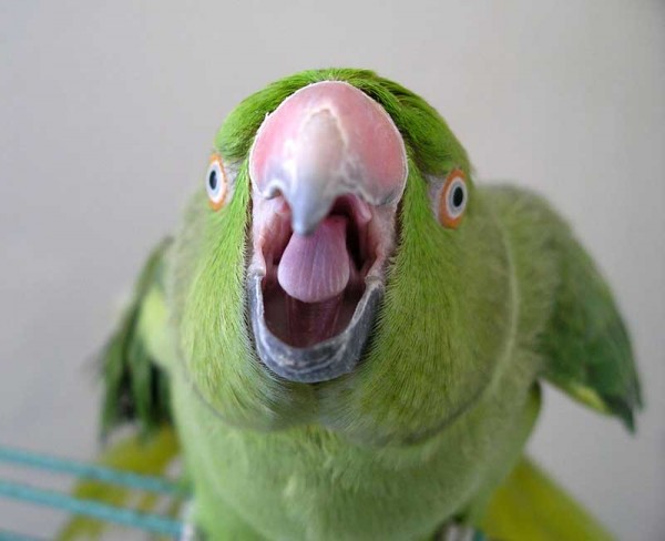 говорящий попугай