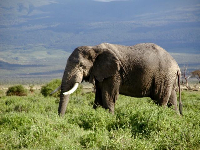 фото слона