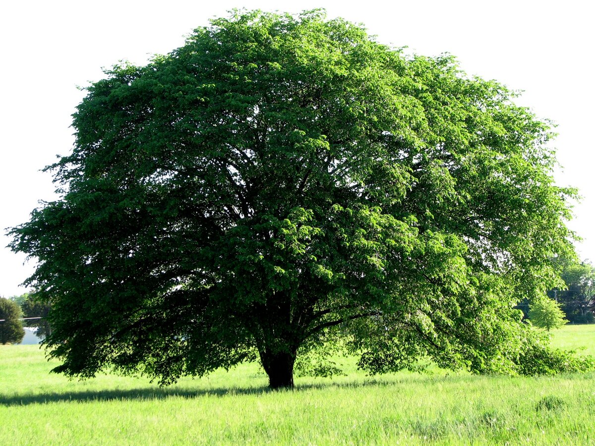 Вяз дерево википедия фото и описание