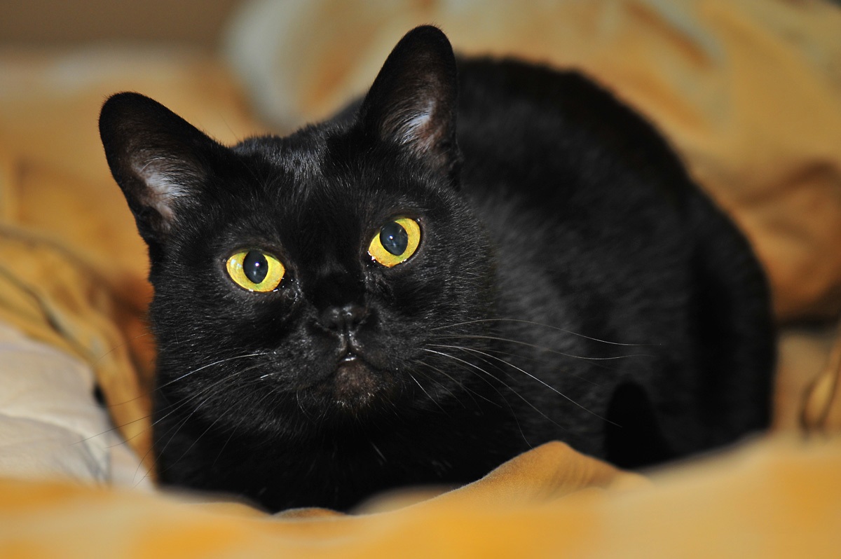 Бомбейская Черная Кошка