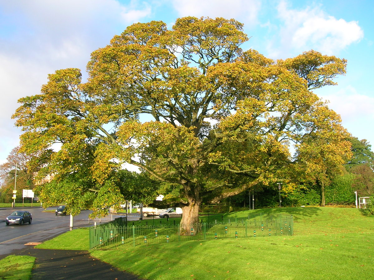 Платановое дерево фото и описание